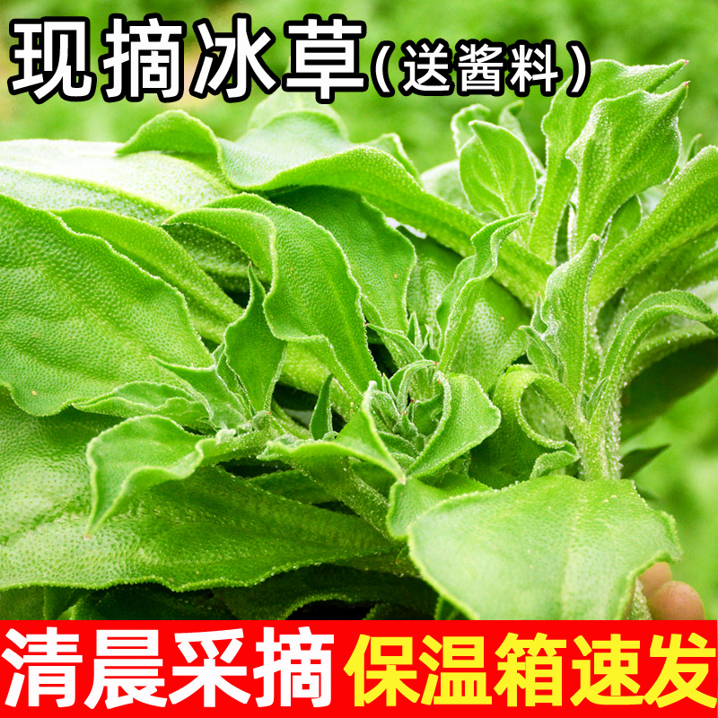 【小扬哥甄选】新鲜冰草5斤冰菜蔬菜非洲冰花叶火锅即食生吃沙拉