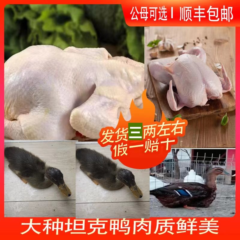 大型坦克鸭脱温4两左右肉质鲜