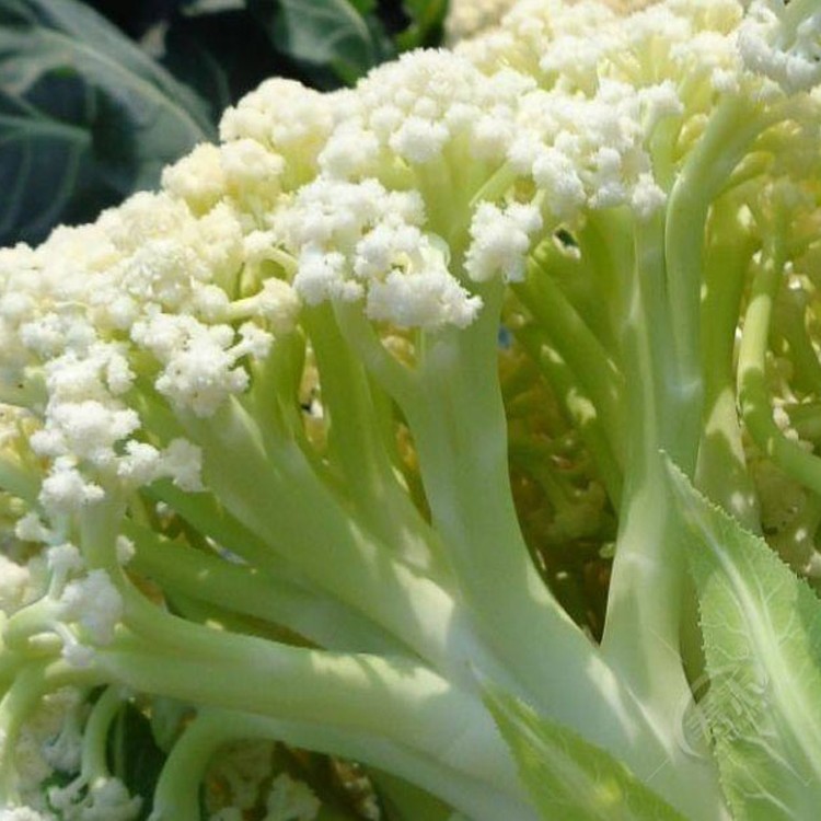 台湾青梗松花菜种子种籽秋后花菜菜花夏季秧苗孑秧四季蔬菜苗籽种