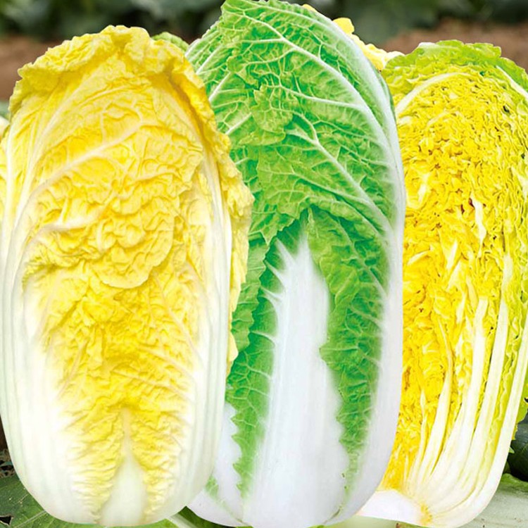 娃娃菜种子种籽耐热黄心高产籽种蔬菜孑菜种阳台四季菜籽小春秋植