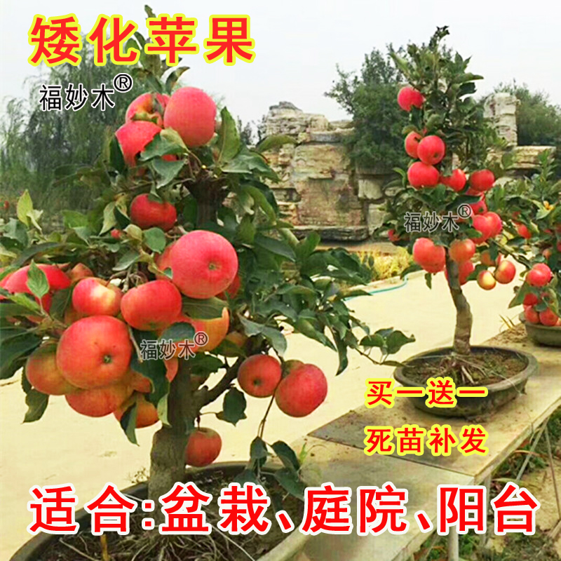 苹果树苗矮化盆栽南方北方种植庭院阳台盆景嫁接红富士冰糖心果苗