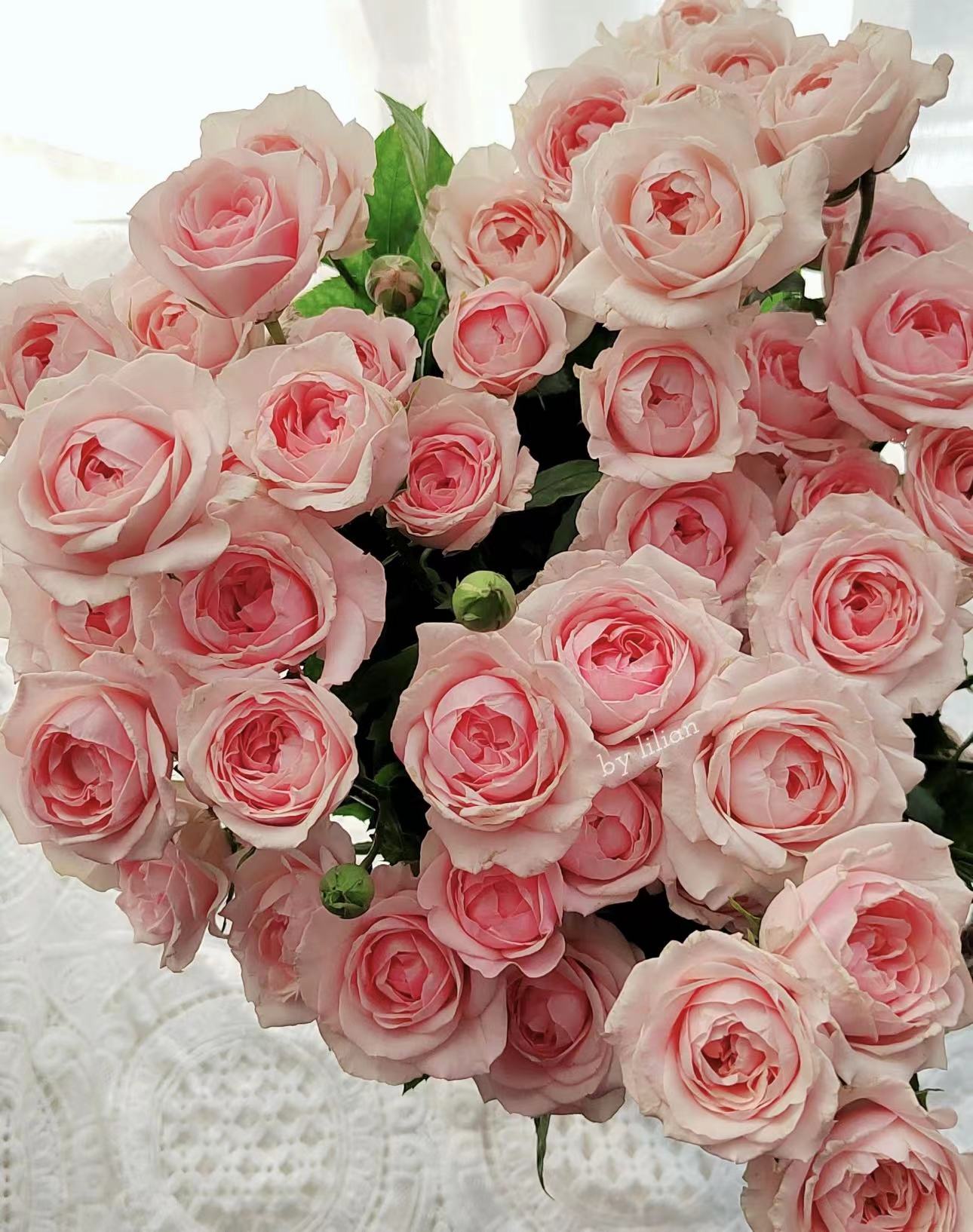 【陌上花开】蜜桃千层-多头玫瑰（收到请带包装醒花~）