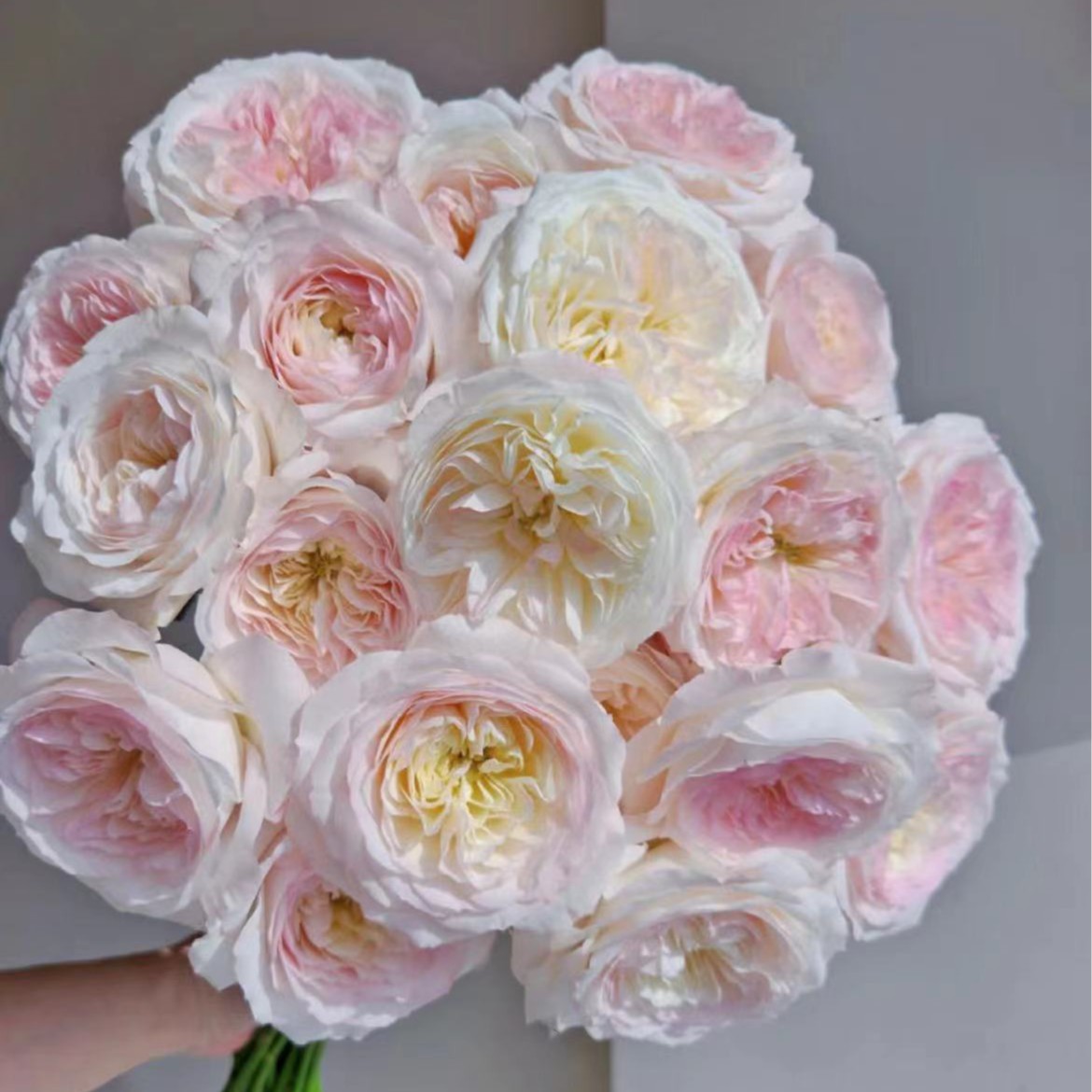 【陌上花开】凯拉-多头玫瑰（注意：收到请带包装醒花~）