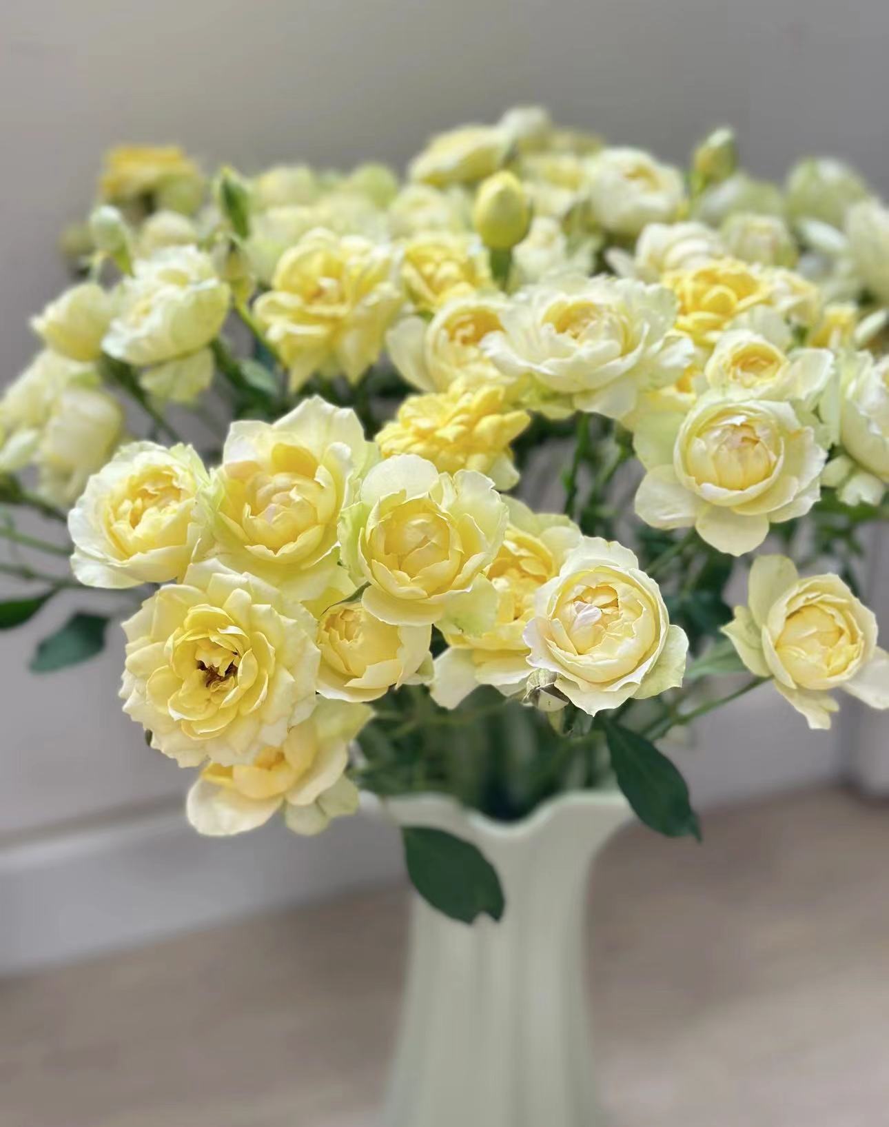 【陌上花开】黄仙子之吻-多头玫瑰（收到带包装醒花哦~）