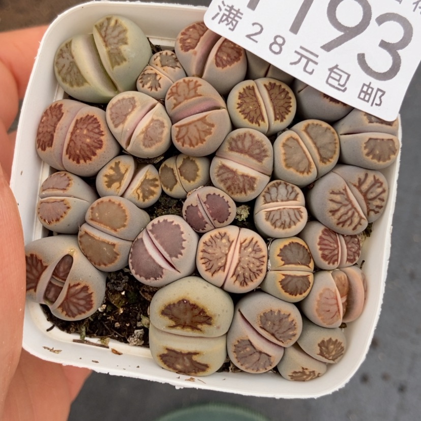 【闪购商品】1193一盒