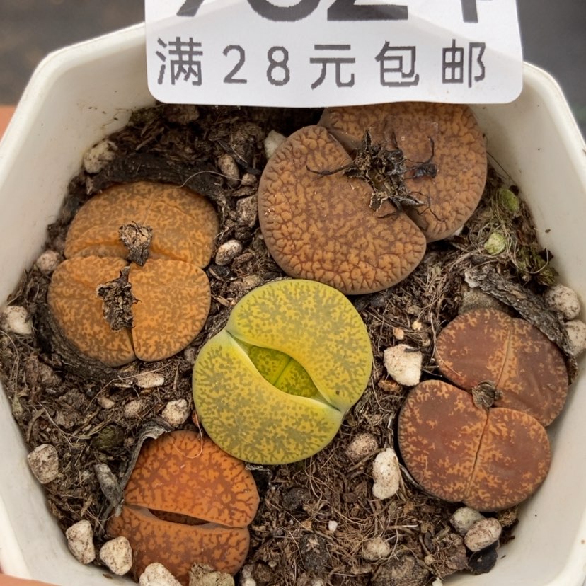 【闪购商品】9824一盒