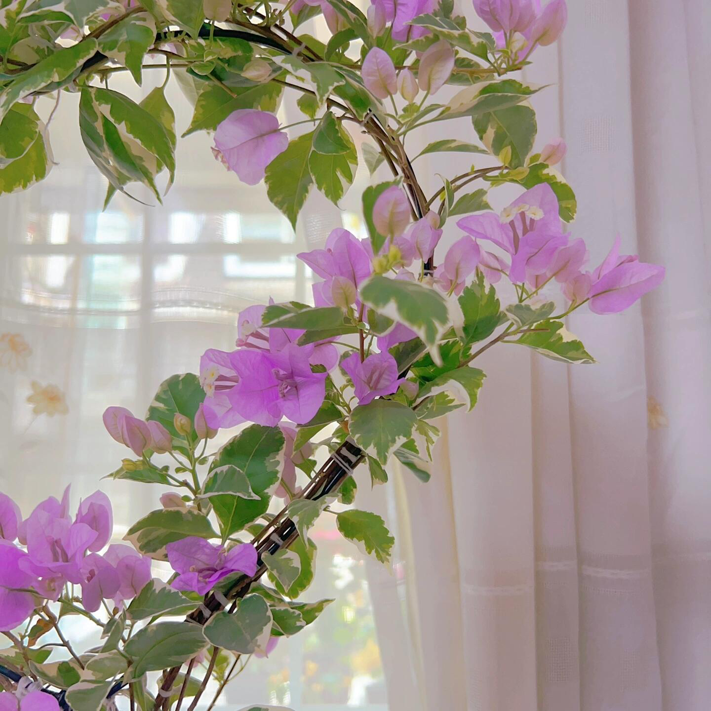 【银边水仙紫色】高级淡紫色系勤花/300天开花/阳台走廊基地直发