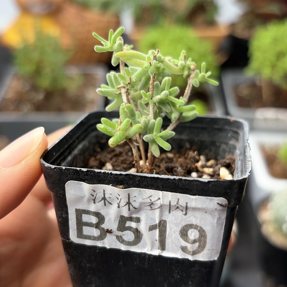 紫晶枝干519。