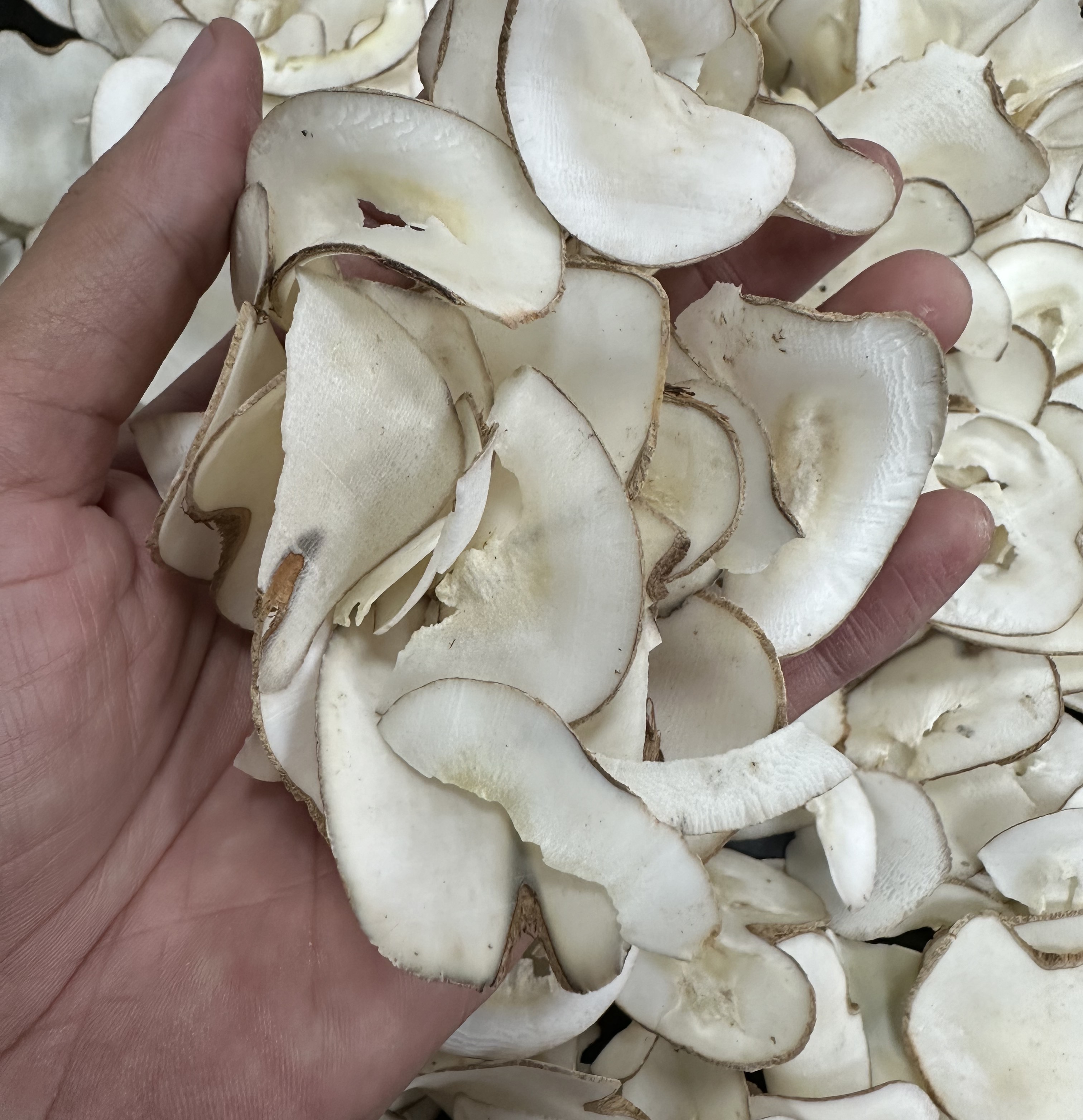 新货海底椰椰片煲汤煮汤特产菜叶蔬菜