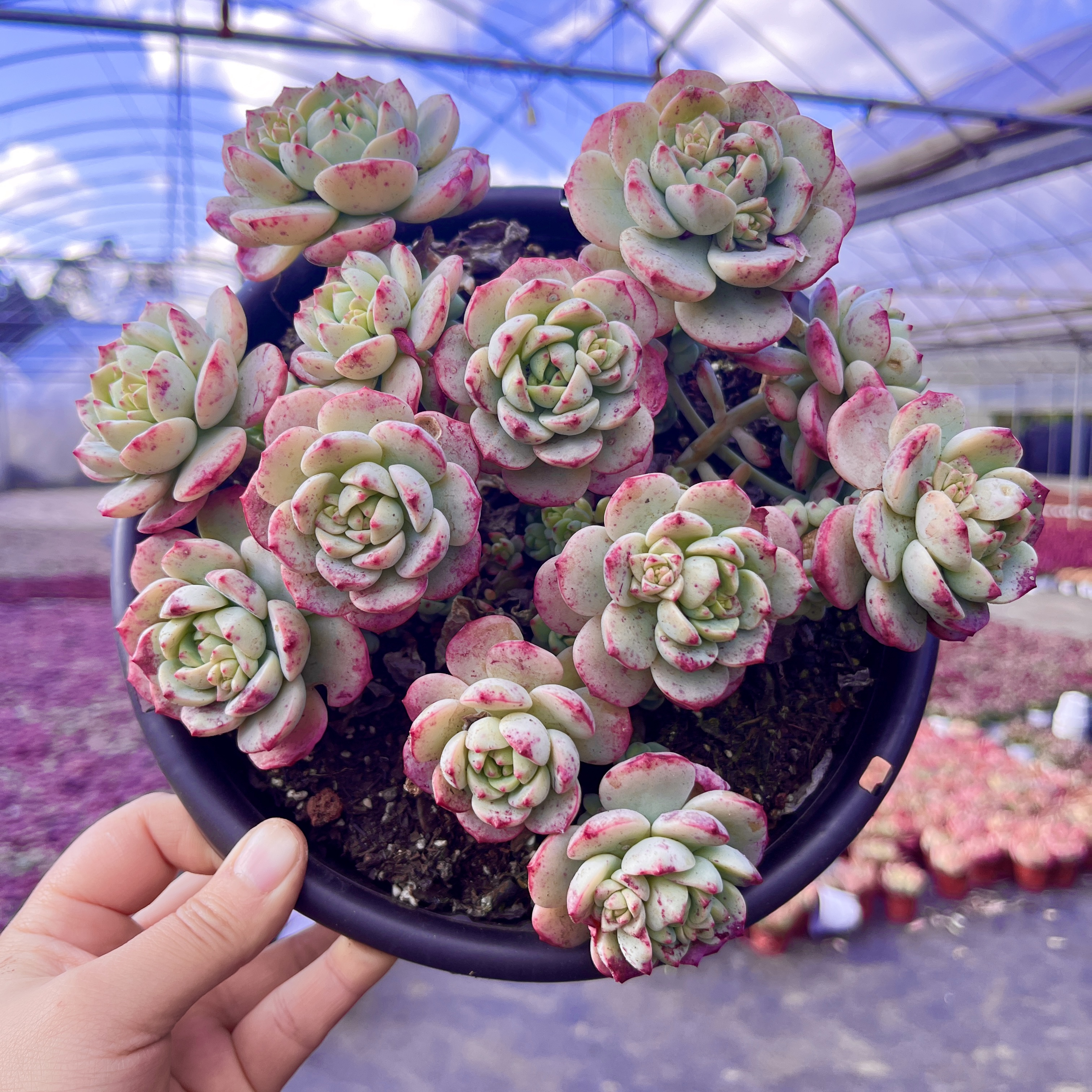 【独桩香草】29.9带盆带土 包邮 精控带状态 云南基地新鲜直发 种植