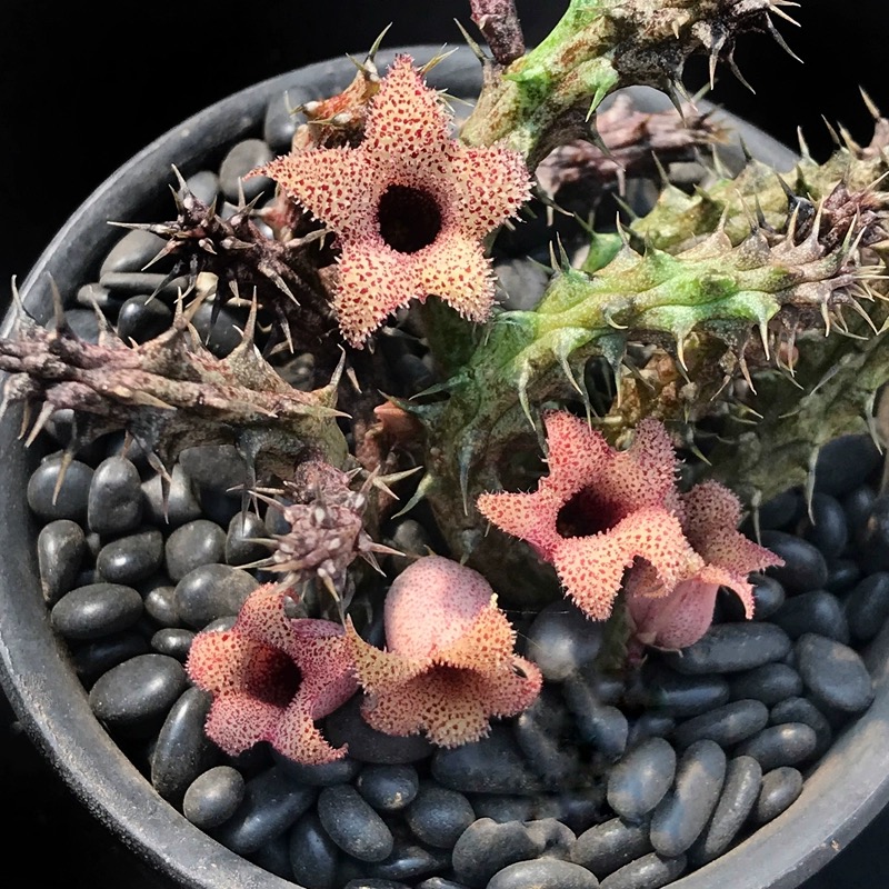 海葵萝藦科Stapelianthus decaryi 开花灯笼花群开多肉植物盆栽