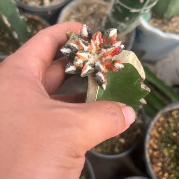 开花植物雪糕仙人球稀有品种好养多肉植物盆栽