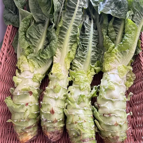 露天种植新鲜现摘当季紫叶香莴笋时令蔬菜