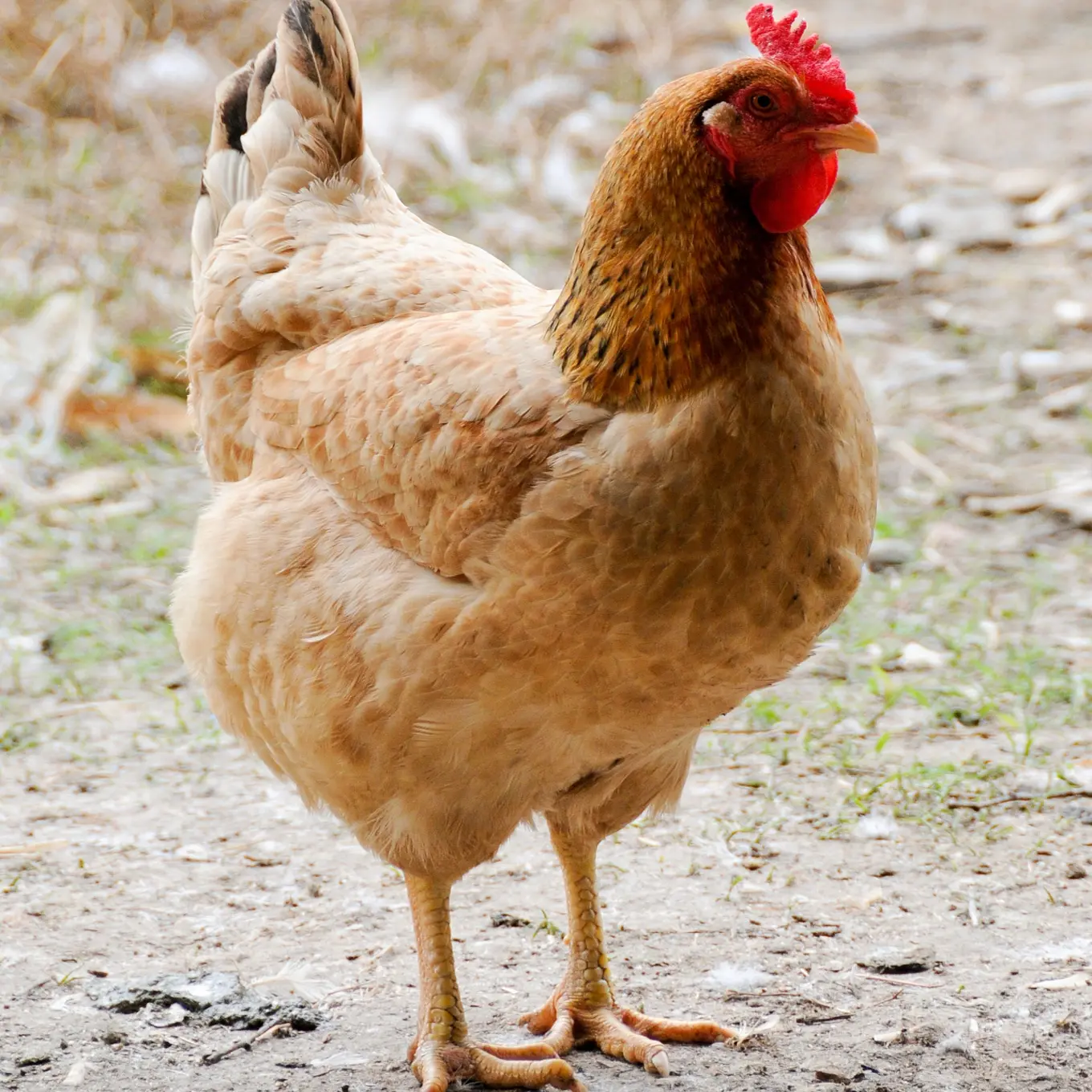 纯散养小笨鸡母鸡