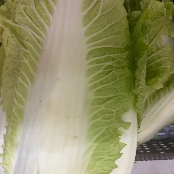 新鲜现摘白菜 时令蔬菜可火锅涮煮