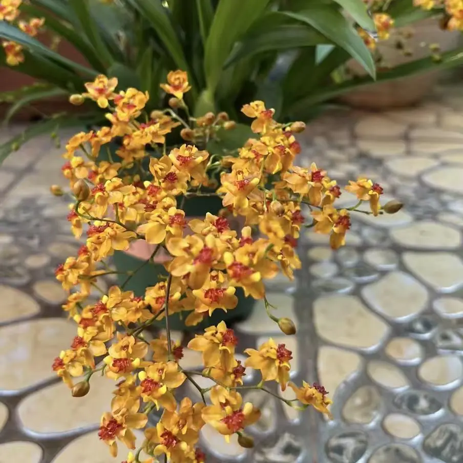 ｛橙黄色梦香兰｝100盆 10支起 年宵花 室内四季好养