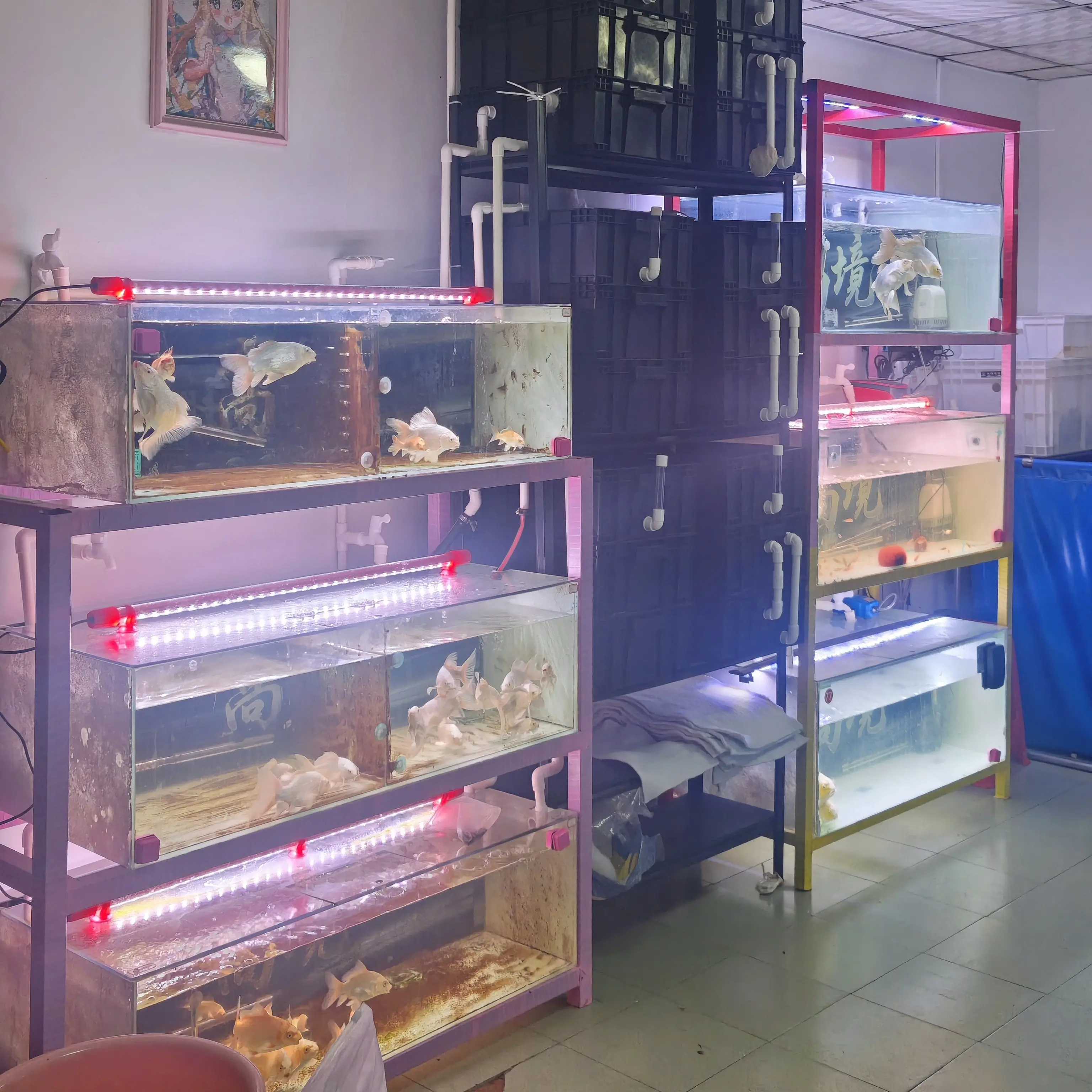 高境蝴蝶鲤工作室专拍链接（一物一拍）