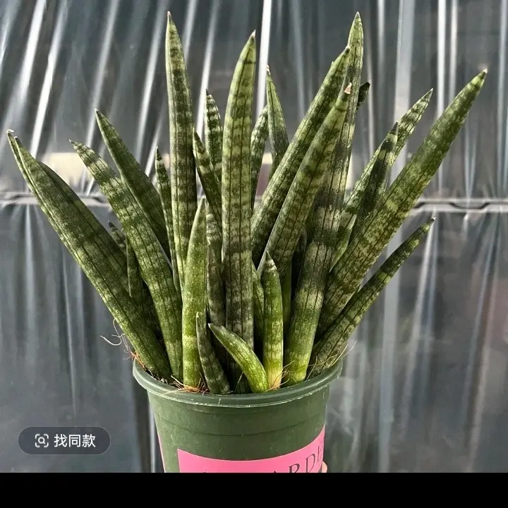 棒叶佛手兰净化空气四季常青寓意美好金边