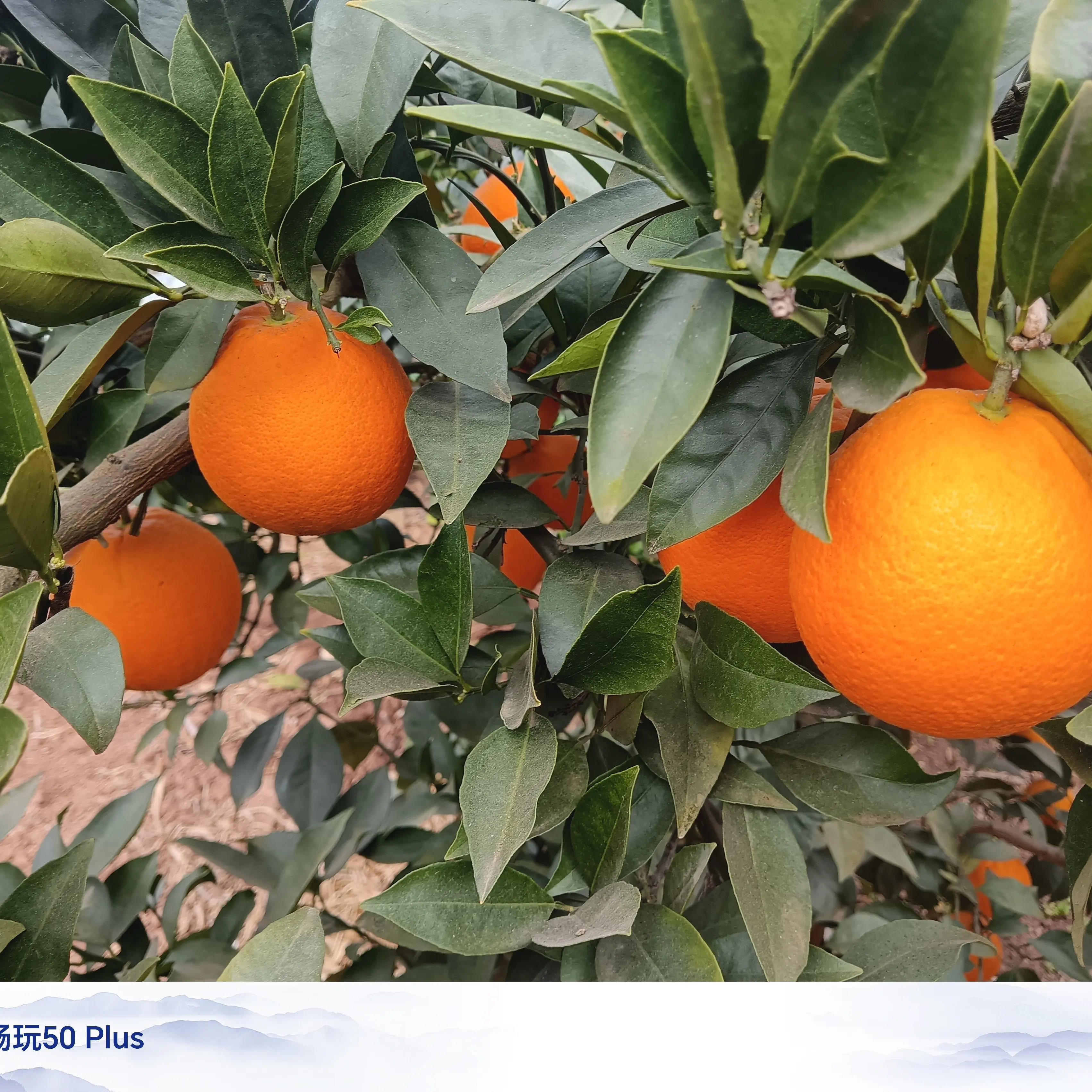 农家自种脐橙现摘当季新鲜皮薄肉厚多汁橙子果园直发