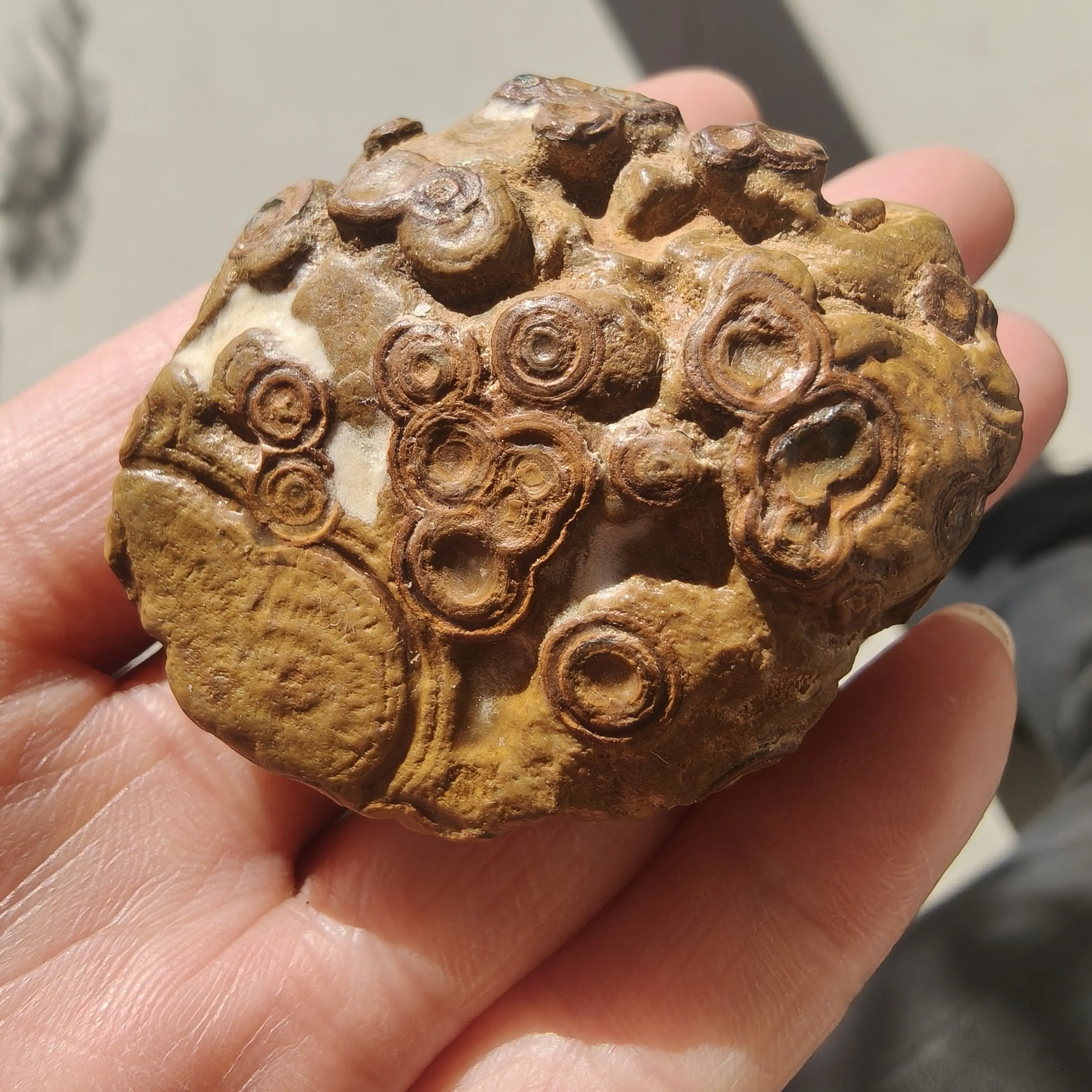 天然九眼石页岩钱币石天然原石奇石手把件摆件