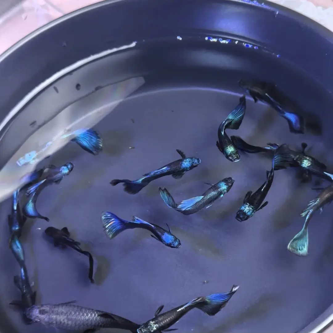 冰蓝尾大尾翼热带淡水孔雀鱼观赏鱼好养活耐活