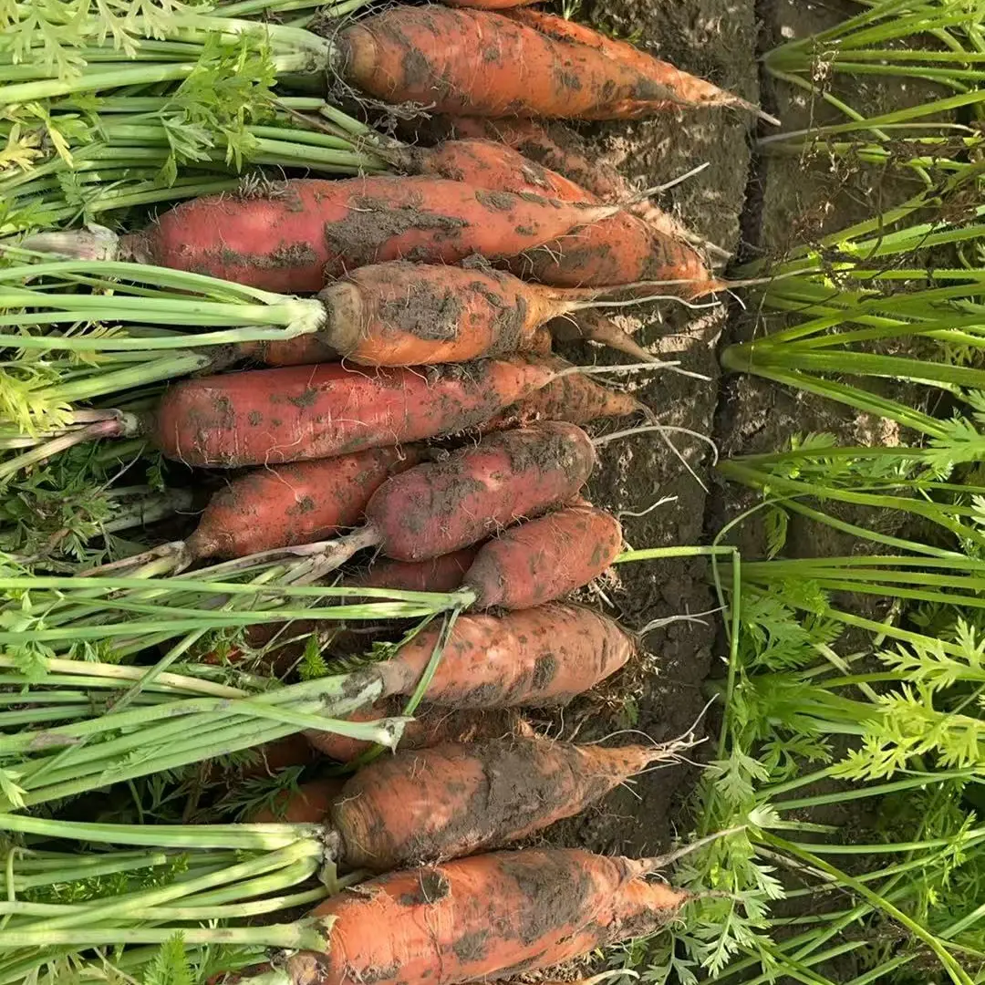 河南农村现挖沙地农家新鲜胡萝卜香脆可口带泥发货