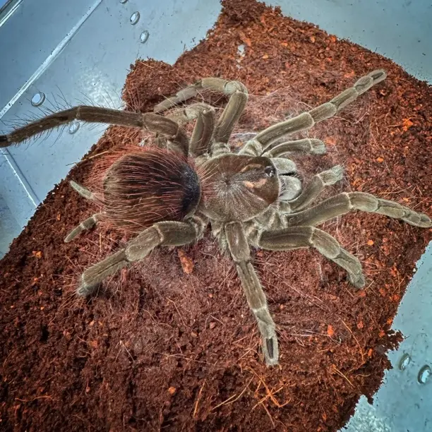 一图一物系列（蜘蛛pam.flam钢铁蓝13厘米母）编号077