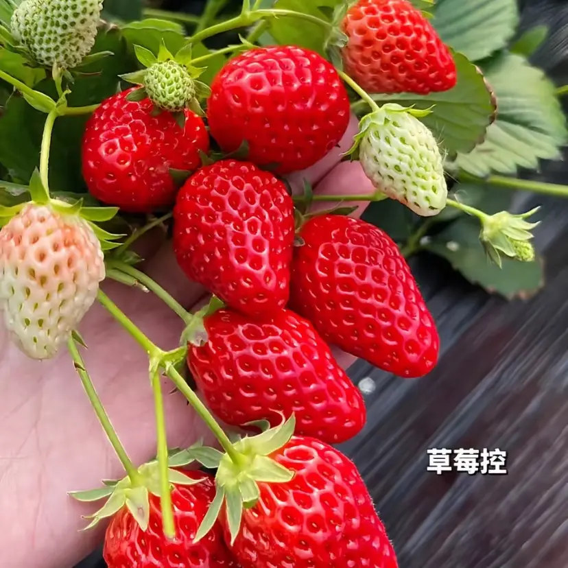2盆奶油带花带果带盆带土四季苗盆栽