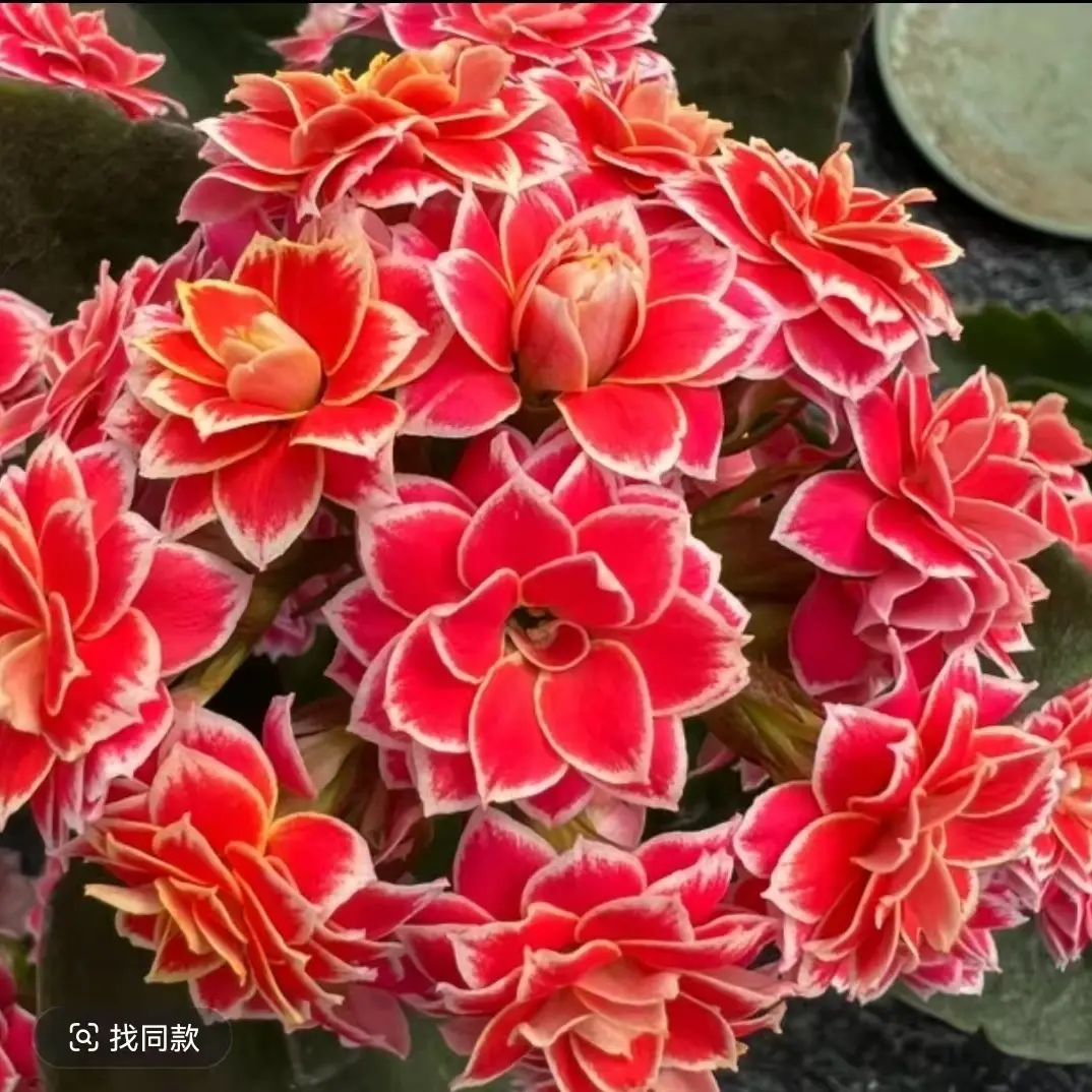 长寿花（金丝带）130盆  打顶苗