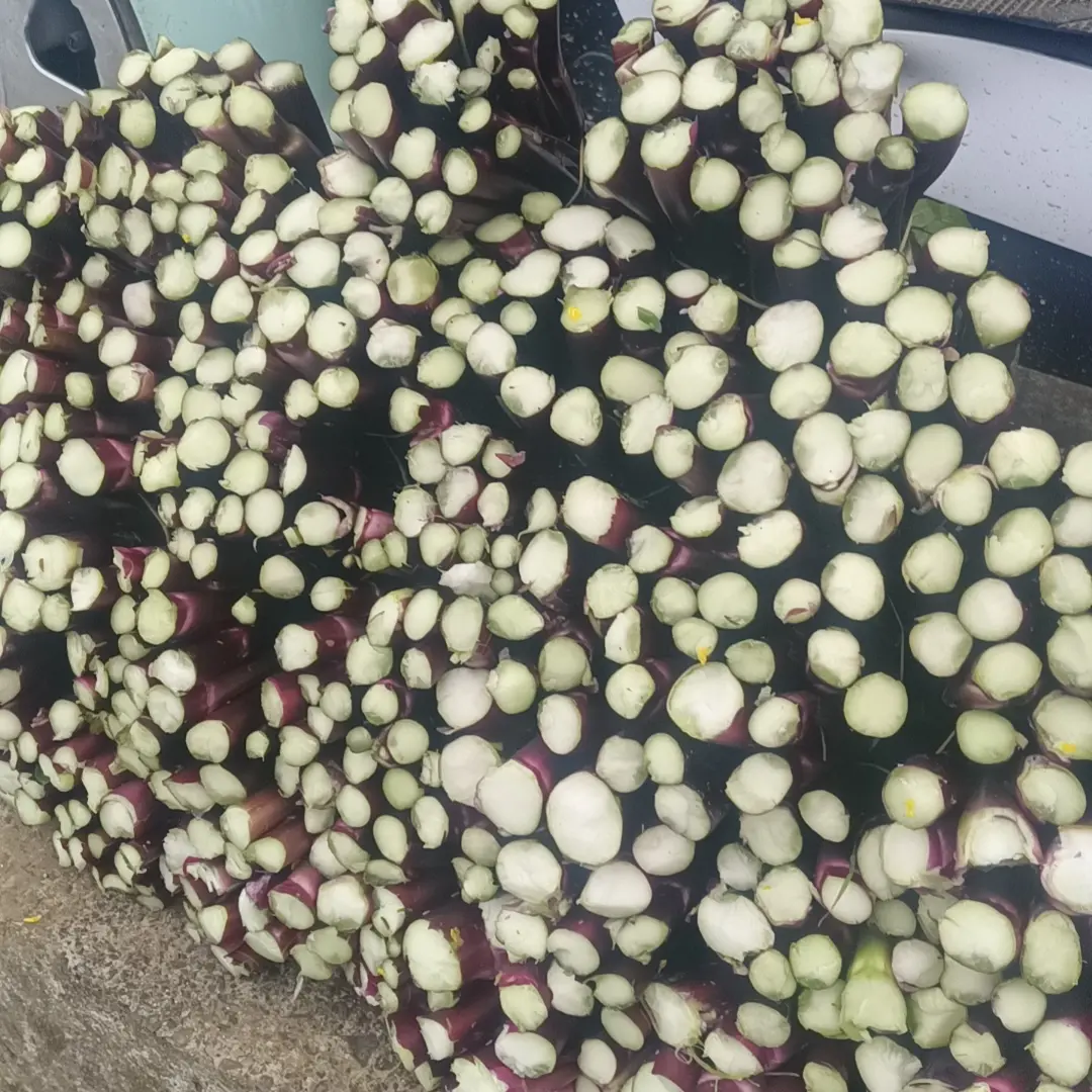 贵州高山露天红菜苔