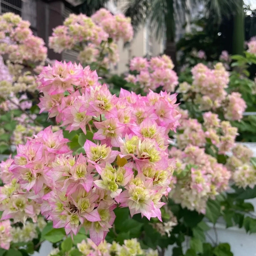 （重瓣怡景）一物一拍 落花落叶落光杆 折枝断枝不售后 介意慎拍