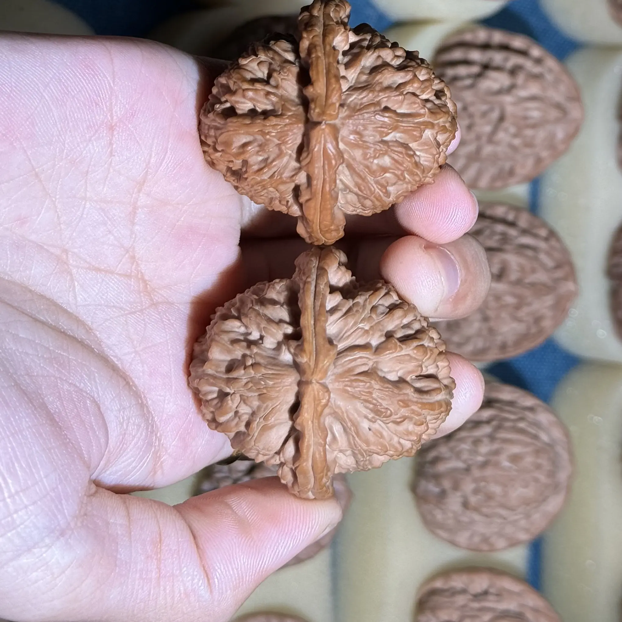 42三角白文玩核桃核桃