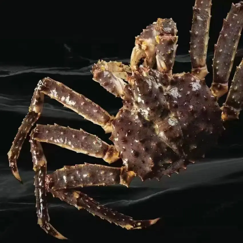 俄罗斯帝王蟹海鲜水产深海帝王蟹 (俄罗斯船冻帝王蟹肉质嘎嘎满)