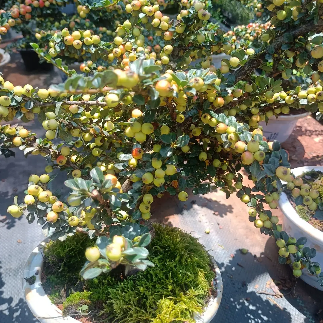 西施双排果大果一