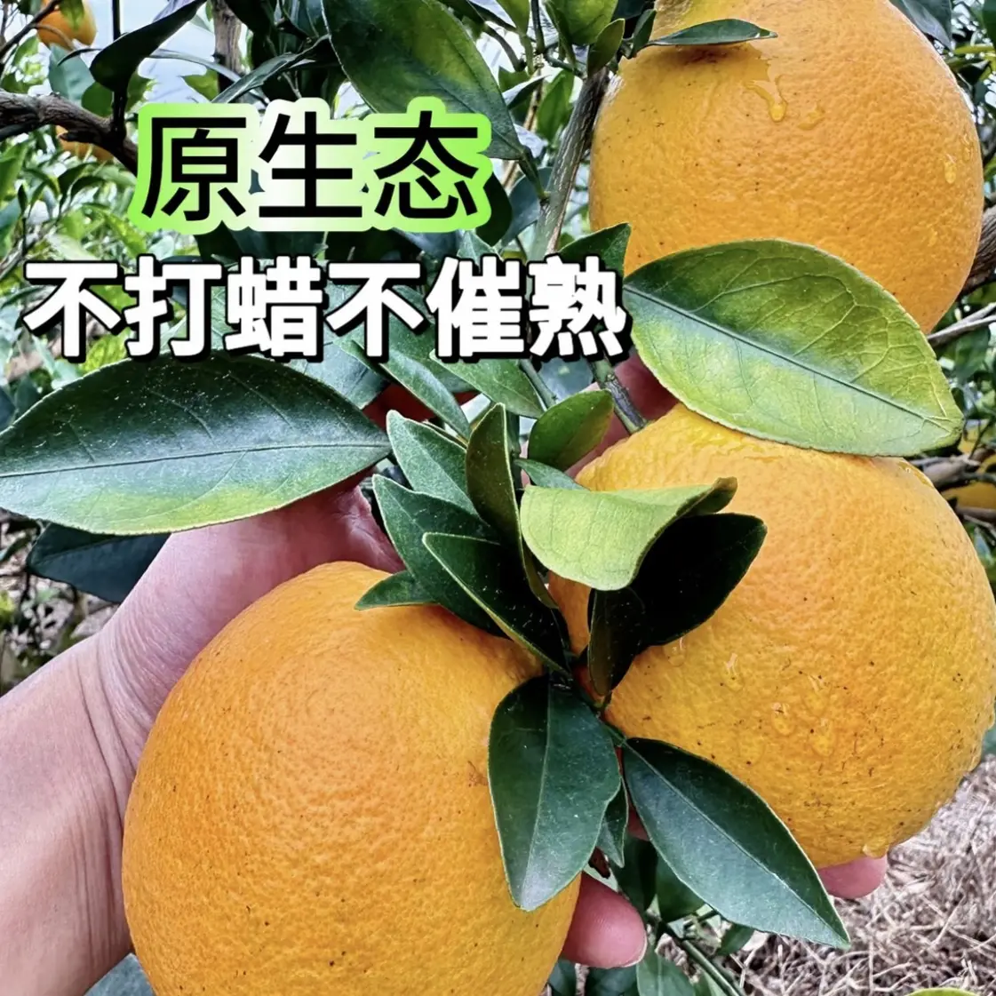 【助农专属】湖南橙子应季新鲜水果现摘甜橙子产地直发