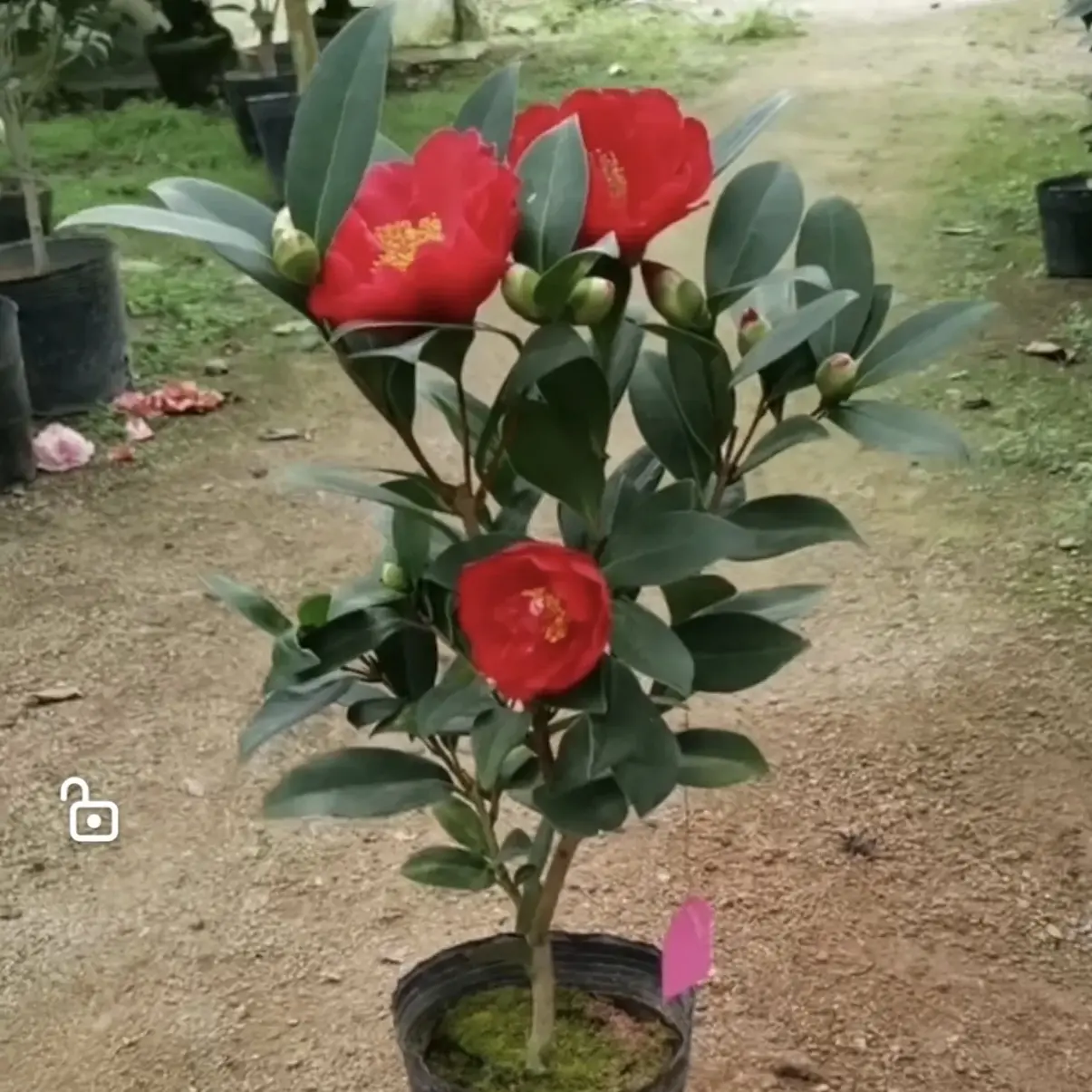 带花苞四季茶花开花盆栽室内外好养易活庭院阳台绿植