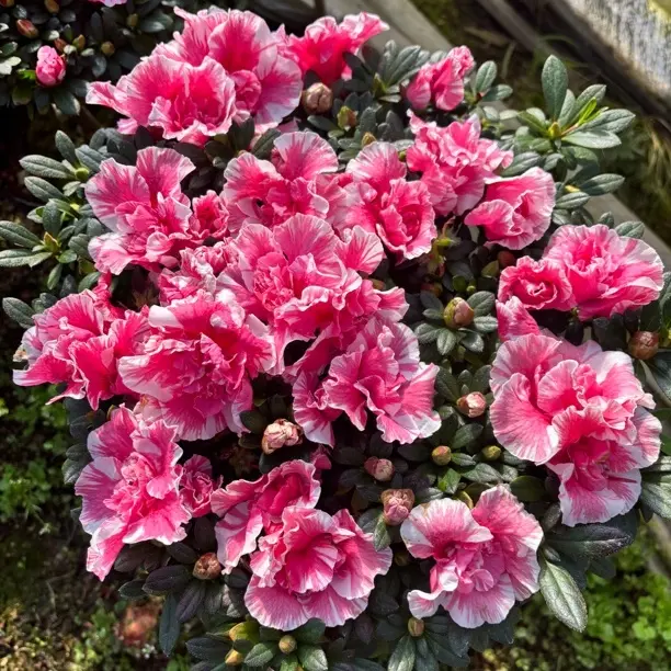 花蝴蝶，名贵品种，四季开花，露天种植，叶子没有那么油绿