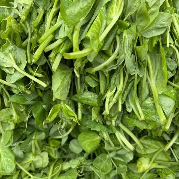 贵州当季新鲜豌豆苗现摘时令蔬菜可做火锅菜