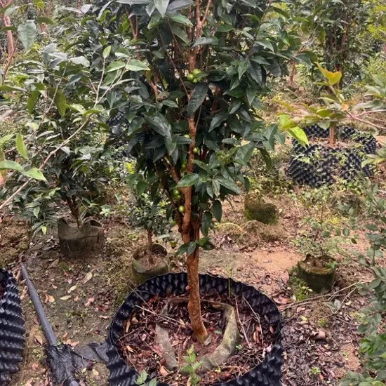 嘉宝果沙巴四季红妃艾斯卡绿植盆栽带土球园艺种植