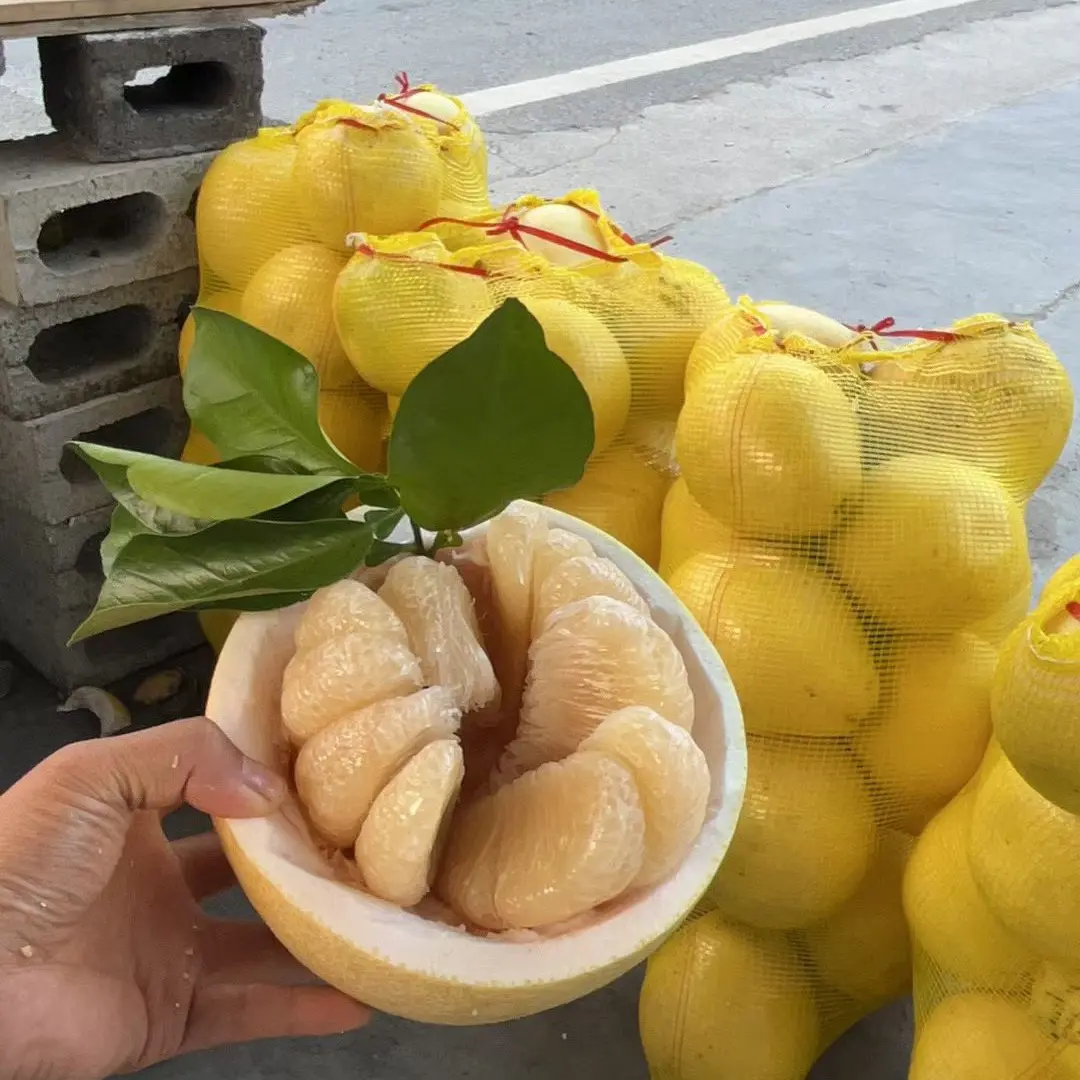 40斤大果省外拍宣恩白柚高罗产地现摘清甜脆嫩汁水丰盈新鲜柚子