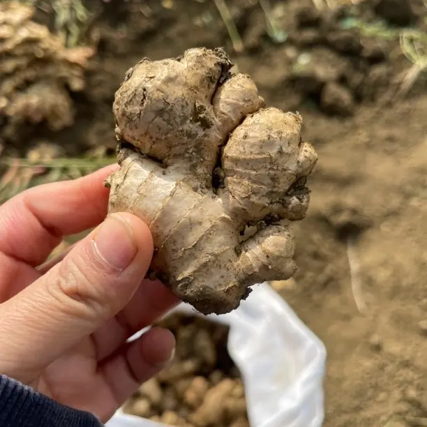 贵州高山两年老姜