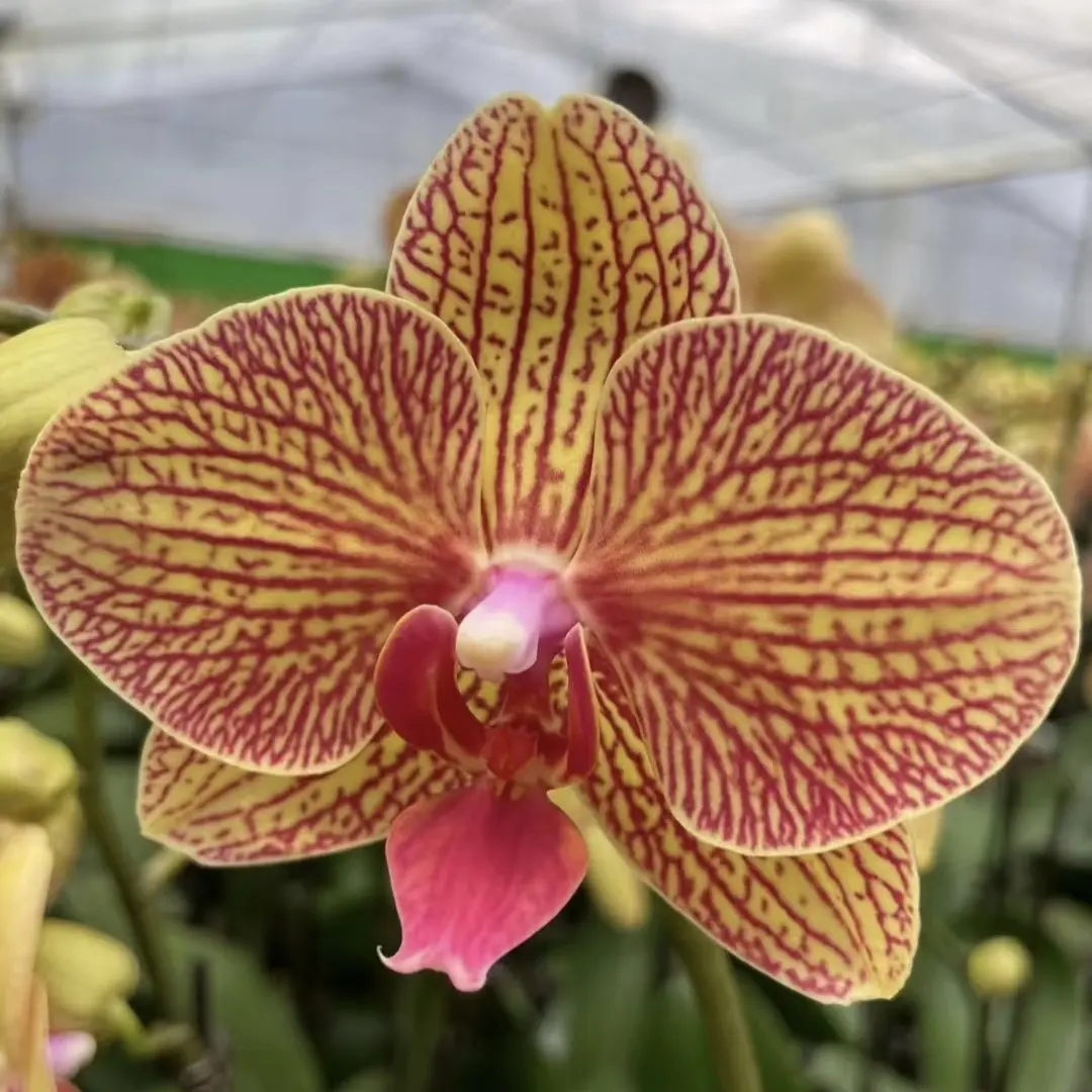 蝴蝶兰黄金甲3.0带花剑