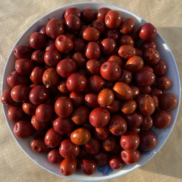 野生酸枣酸甜可口