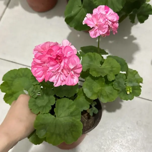 （洋绣球）重瓣天竺葵大花球阳台庭院好养花卉盆栽带花苞