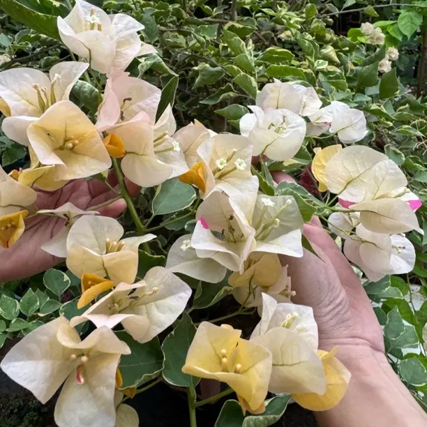 垂丝飘枝三角梅盆栽庭院绿植常年开花生桩老桩盆苗
