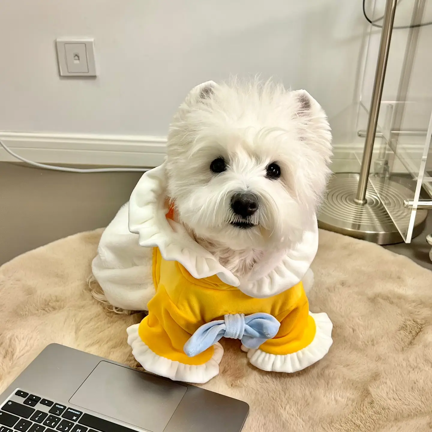 【三只汪爪】西高地犬全款链接（拍下联系客服）