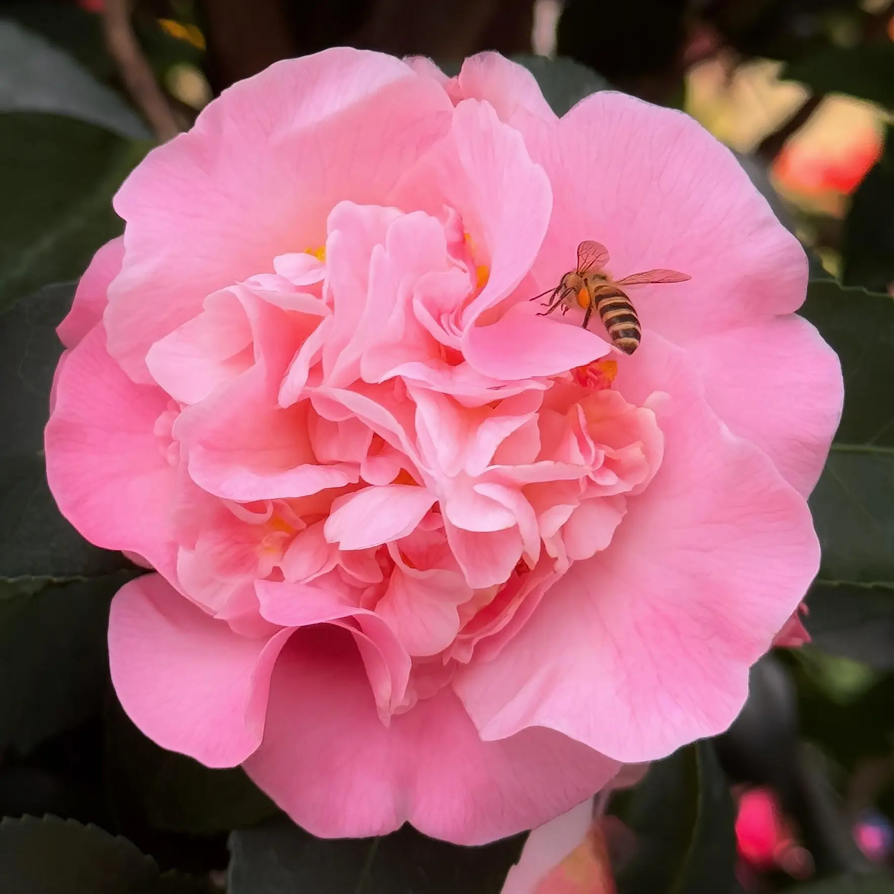 香妃茶花浓香型重瓣大花带花苞室内外耐寒山茶花绿植盆栽