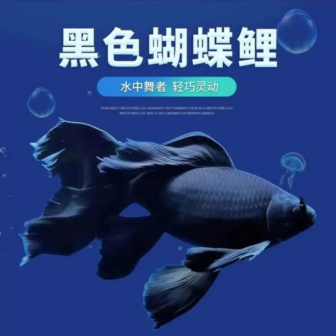 黑色彗星蝴蝶鲤冷水观赏鱼大鳍大尾好养耐活包邮鱼苗