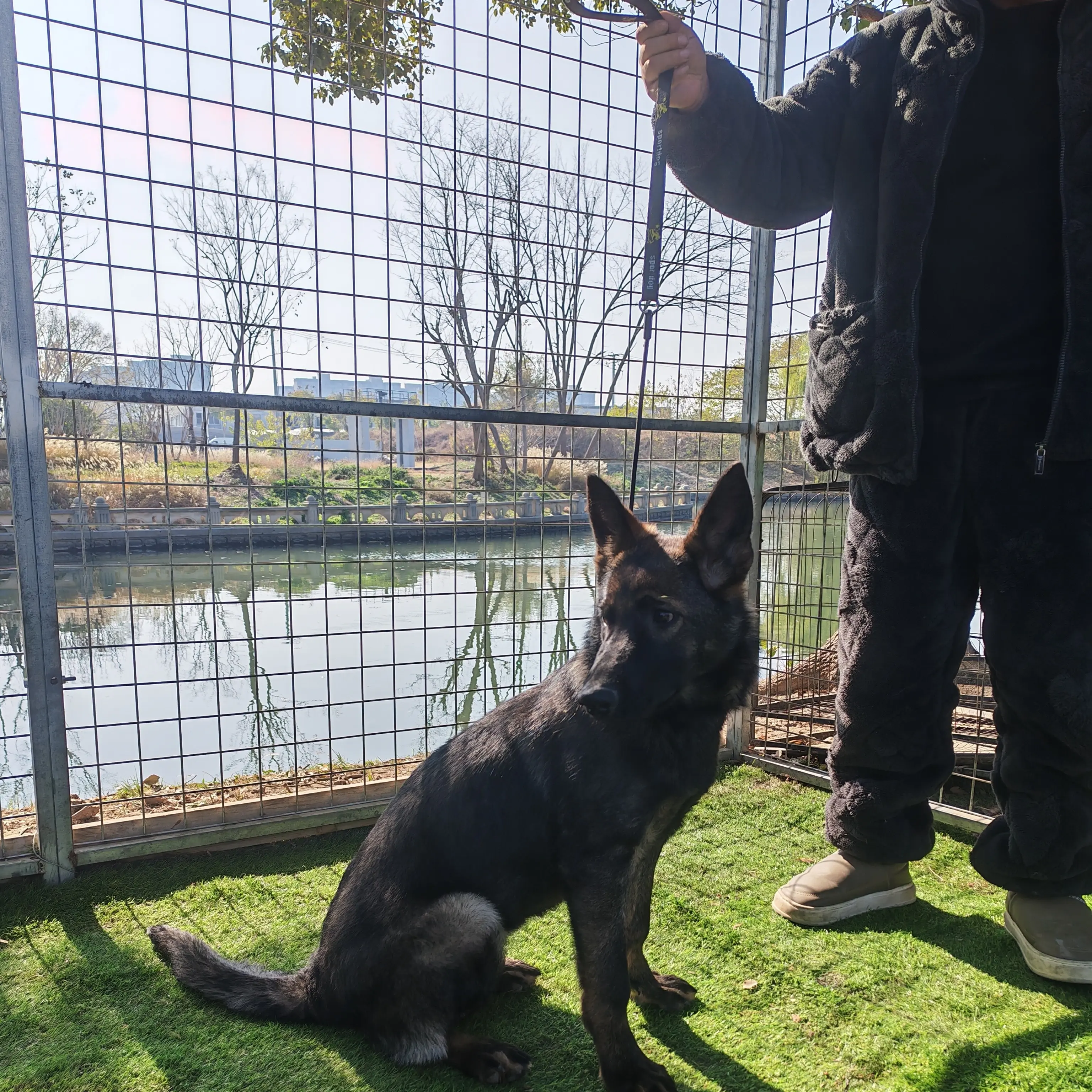 上海车界犬哥（白兰迪外孙女东德牧羊犬4个多月）