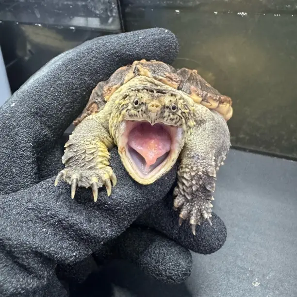 精品宠物龟观赏龟